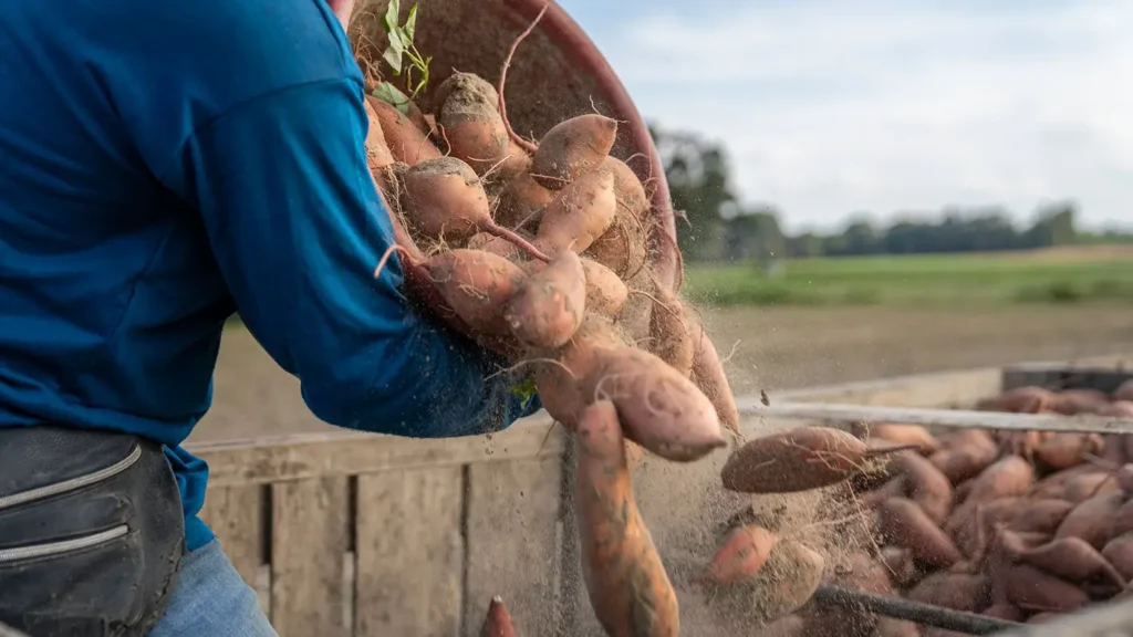 man pouring out a large basket of just-harvested sweet potatoes