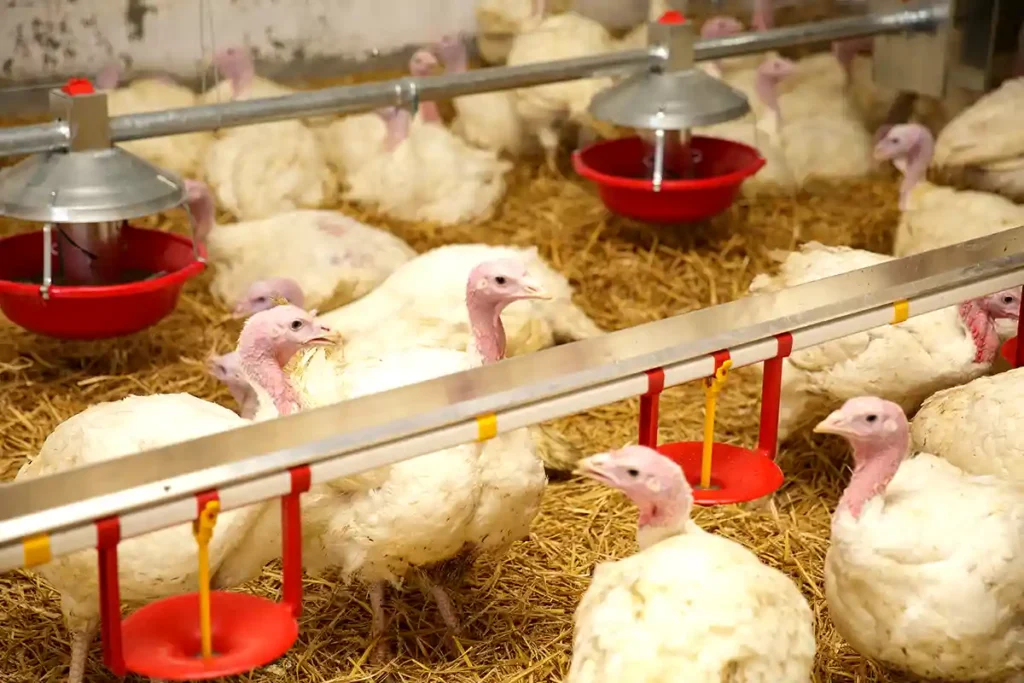 Healthy turkeys on a farm, drinking on straw bedding drinking from watering spouts.