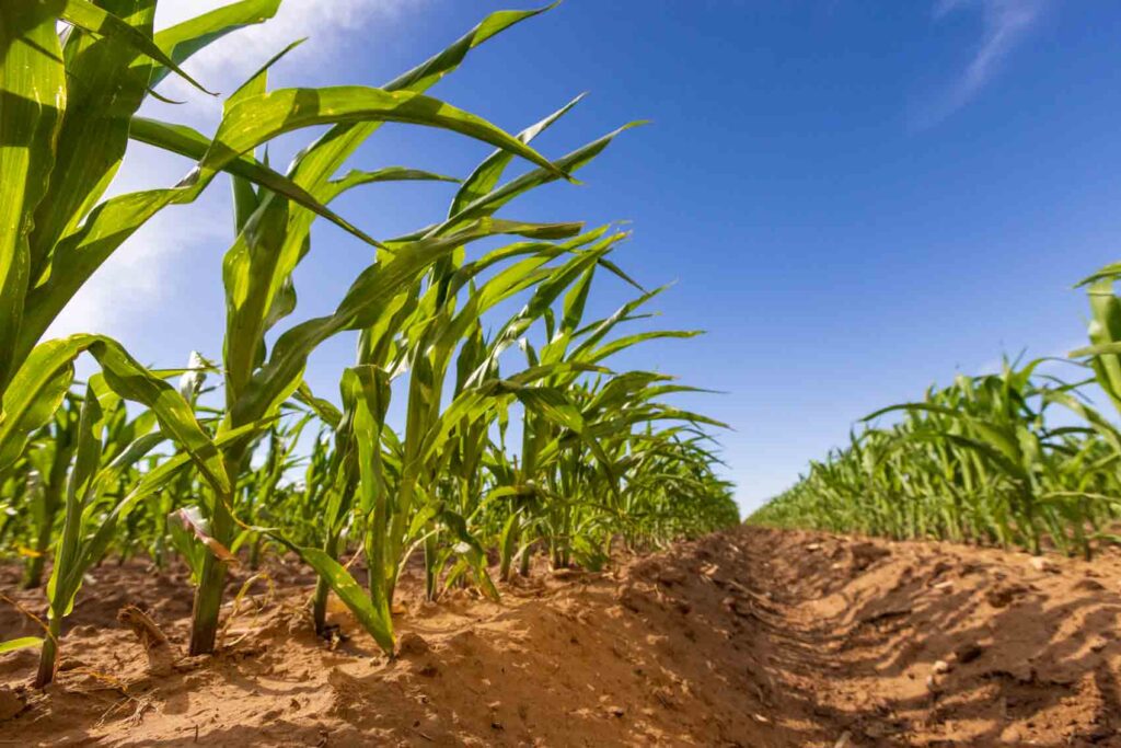 Rows of corn plants growing at early leaf development stage.