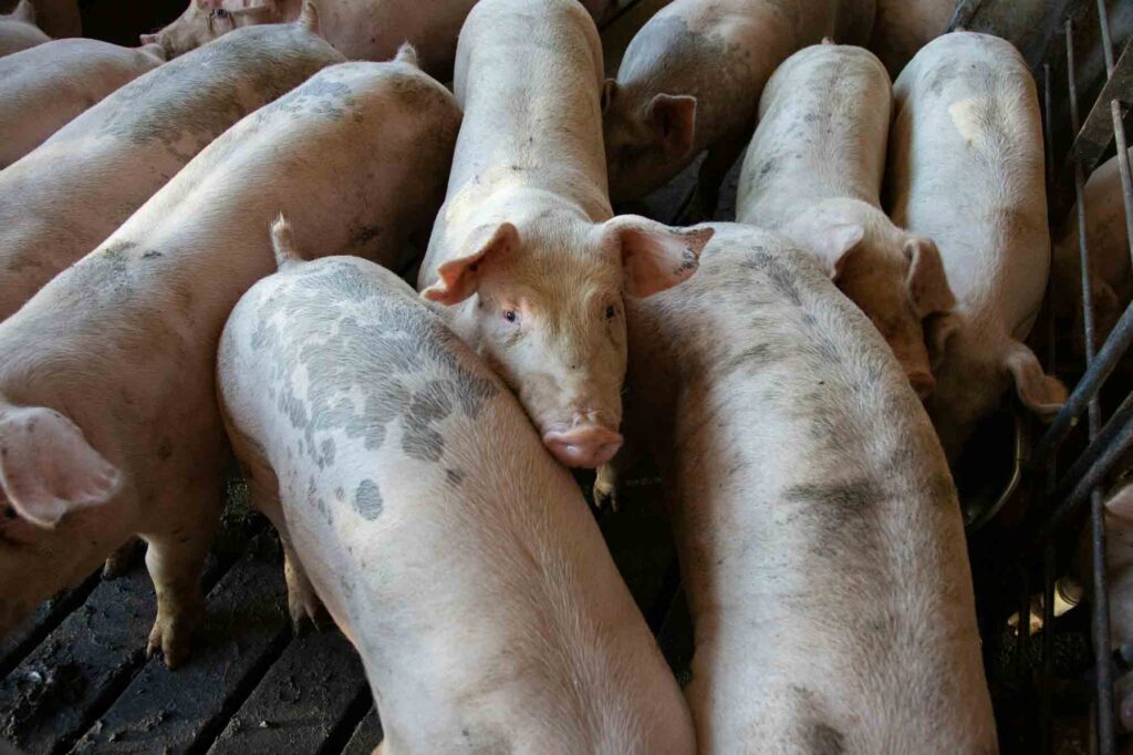 Several healthy swine in a pen